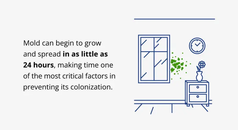 Graphic explaining how fast mold can spread.